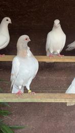 Duiven, Dieren en Toebehoren, Ophalen