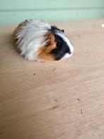 Jong koppeltje Cavia beertjes, Dieren en Toebehoren, Knaagdieren, Cavia