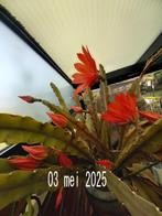grote hangcactus met rode bloemen in stenen pot, Ophalen, Cactus
