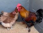 Marans tarwe, Animaux & Accessoires, Volatiles