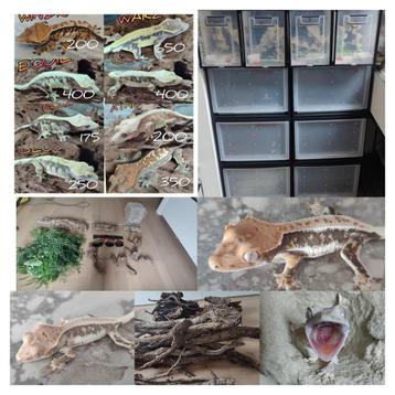Groep wimpergekko's met veel extra's, Lézard, 0 à 2 ans