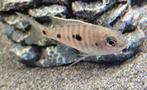 Élevage amateur de cichlidés Copadichromis Mloto Malawi, Animaux & Accessoires, Poisson, Poisson d'eau douce