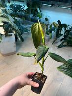 Philodendron Gigas, Ophalen of Verzenden