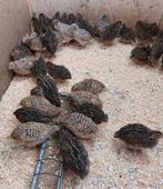 Kwartels. Japanse kwartel, Animaux & Accessoires