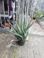 Vetplanten, Ophalen