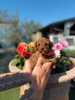 Prachtige toy/ dwergpoedel pups, Dieren en Toebehoren, Honden | Chihuahua's en Gezelschapshonden, Poedel, België, CDV (hondenziekte)
