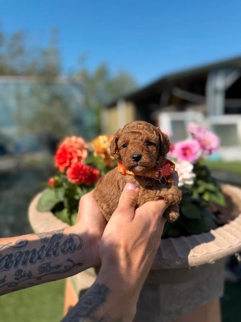 Prachtige toy/ dwergpoedel pups, Dieren en Toebehoren, Honden | Chihuahua's en Gezelschapshonden, Meerdere dieren, Poedel, Fokker | Professioneel
