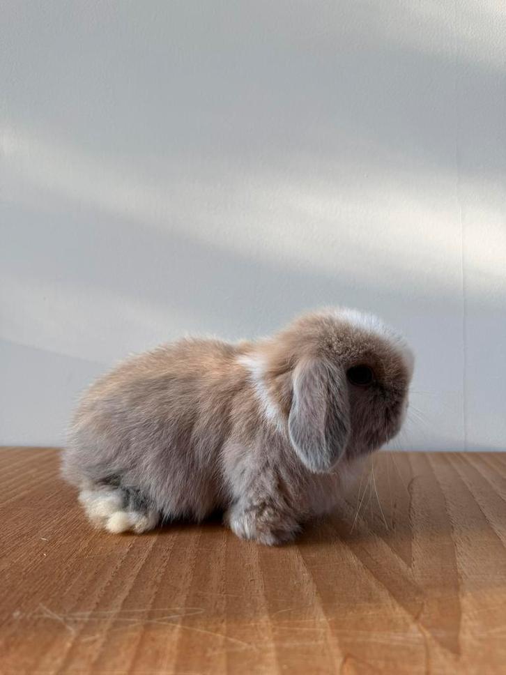 Minilop voedster, Animaux & Accessoires, Lapins