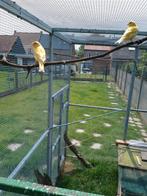3 jonge kanaries te koop 2025, Dieren en Toebehoren, Vogels | Kanaries
