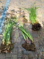 Lot 4 - plantes aquatiques étang, marre, zone humide, Ophalen, Zomer, Vaste plant, Vijverplanten