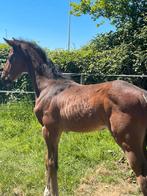 Dressuurveulen hengst(sandro hit,de niro,flemming), Dieren en Toebehoren, Paarden, Niet van toepassing, 0 tot 2 jaar, Hengst, 165 tot 170 cm