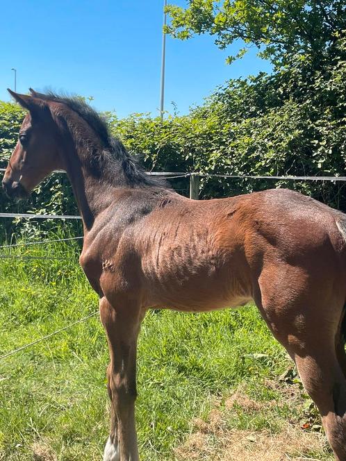 Dressuurveulen hengst(sandro hit,de niro,flemming), Dieren en Toebehoren, Paarden, Hengst, Niet van toepassing, 165 tot 170 cm