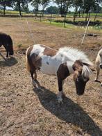 Mooie mini merrie's, Dieren en Toebehoren, Hengst