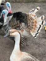 4 kalkoen hanen te koop, Dieren en Toebehoren, Kalkoen