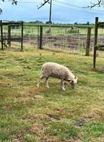 Ouessantschaap ram, Dieren en Toebehoren, Schapen, Geiten en Varkens