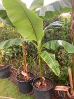 Winterharde bananenplanten in pot, Tuin en Terras, Ophalen
