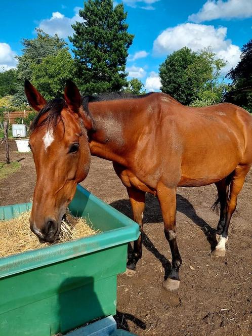 Super lieve merrie, Dieren en Toebehoren, Paarden, Merrie, B, 160 tot 165 cm, 11 jaar of ouder, Recreatiepaard, Met stamboom, Gechipt