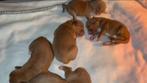 Nova scotia duck tolling retriever pups, Dieren en Toebehoren, België, Overige rassen, 8 tot 15 weken, Meerdere