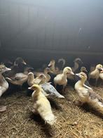 Barberie eenden, Meerdere dieren, Eend