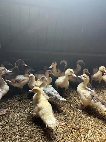Barberie eenden beschikbaar voor biedingen