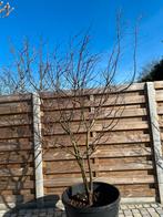 Japanse esdoorn, Tuin en Terras, Planten | Bomen, Ophalen