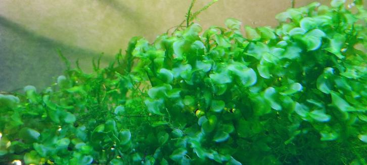 Waterplanten – levermos, Dieren en Toebehoren, Vissen | Aquaria en Toebehoren, Ophalen of Verzenden
