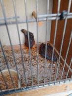 KOPPELTJE jonge kweekrijpe CHINESE DWERGKWARTELTJES, Dieren en Toebehoren, Vogels | Overige Vogels, Meerdere dieren, Tropenvogel