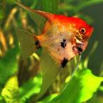 Aquariumvissen om te geven, Dieren en Toebehoren, Ophalen