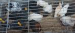 Kuikens van 7-8 weken legkip, Dieren en Toebehoren