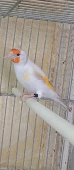 Chardonneret femelle mutation isabelle/satiné 2025, Dieren en Toebehoren, Vrouwelijk, Tropenvogel, Geringd