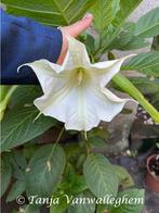 Witte Brugmansia planten (Enkelbloemig), Tuin en Terras, Volle zon, Vaste plant, Zomer, Ophalen