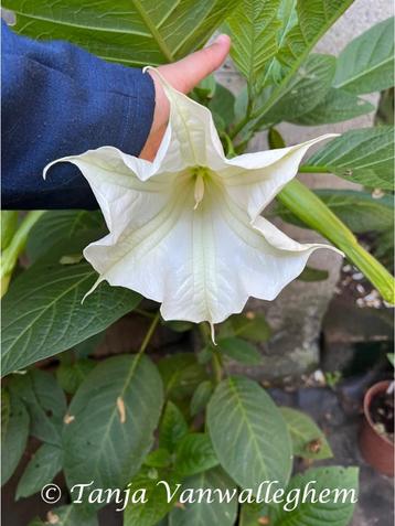 Witte Brugmansia planten (Enkelbloemig), Tuin en Terras, Planten | Tuinplanten, Volle zon, Vaste plant, Zomer, Ophalen