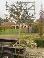 Elaeagnus Ebbingei leivorm op stam, Tuin en Terras, Planten | Bomen, Ophalen of Verzenden, Leiboom