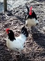 Broedeieren lakenvelder, Dieren en Toebehoren