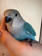 Handtamme agapornissen, Dieren en Toebehoren, Mannelijk, Dwergpapegaai of Agapornis, Tam