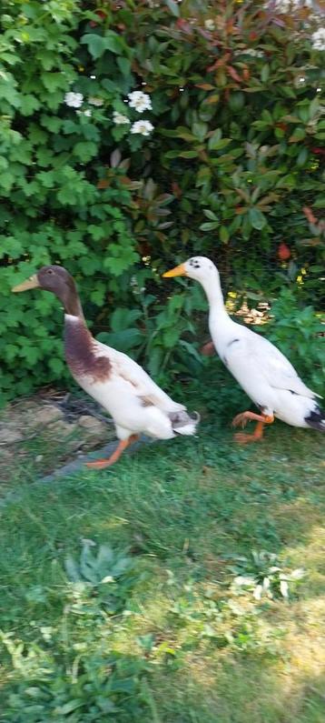 Canards coureurs indiens, Enlèvement
