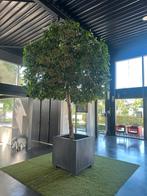 Ficus boom 4 meter, Tuin en Terras, Overige soorten, Zomer, 400 cm of meer, Ophalen