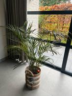 Gratis plant, Huis en Inrichting, Kamerplanten, Ophalen
