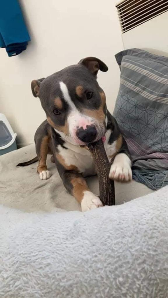 Hertengeweien in alle prijsklassen, Animaux & Accessoires, Jouets pour chiens, Neuf, Jouets à mâcher, Enlèvement ou Envoi