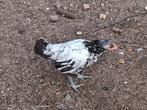 Gratis klein lief haantje, Dieren en Toebehoren, Pluimvee, Kip