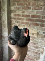 Cochin kriel hanen, Dieren en Toebehoren, Pluimvee, Mannelijk