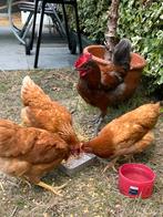 Te koop: 3 legkippen + 1 haan, Dieren en Toebehoren, Pluimvee, Vrouwelijk, Kip