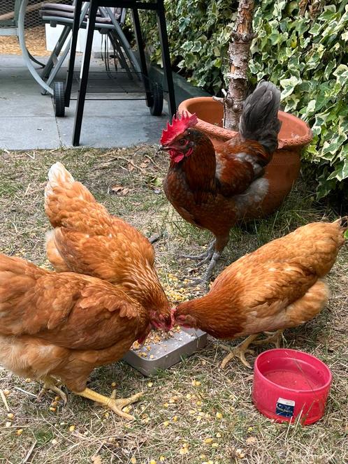 Te koop: 3 legkippen + 1 haan, Dieren en Toebehoren, Pluimvee, Kip, Vrouwelijk