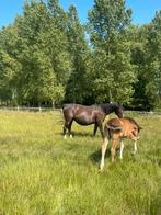 Top fokmerrie - drachtig, Dieren en Toebehoren, Merrie, Springpaard, Gechipt, Niet van toepassing