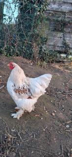 Brahma haan goud gezoomd 6 maand jong