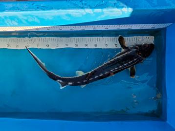 Einde seizoen uitverkoop diamantsteuren  beschikbaar voor biedingen