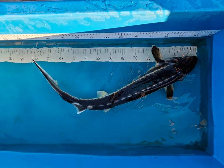 Einde seizoen uitverkoop diamantsteuren, Dieren en Toebehoren, Vissen | Vijvervissen, Steur