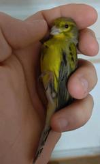 Cini x canari 2025 50€ prachtige zangeres, Dieren en Toebehoren, Ophalen