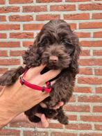 Cockapoo pups chocolade, België, Fokker | Hobbymatig, 8 tot 15 weken, Meerdere