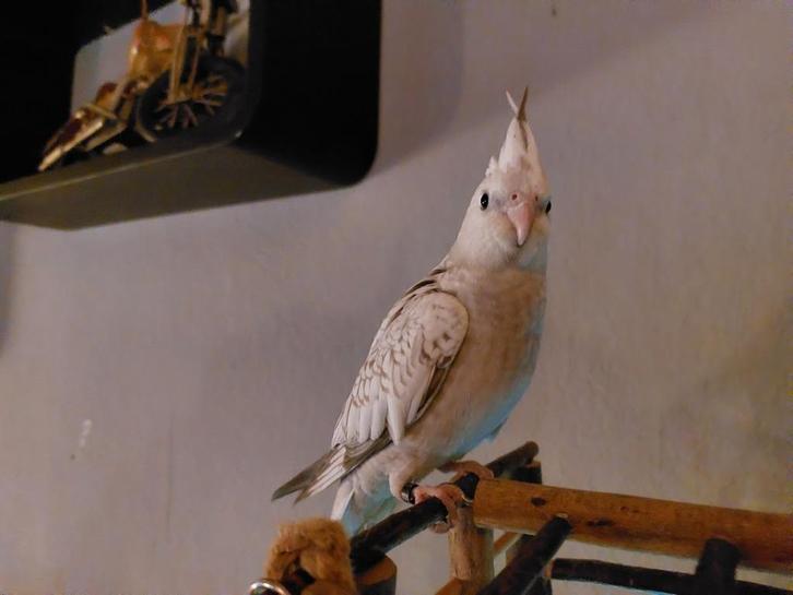 Handtame & zeer lieve valkparkiet te koop ( popje 13 weken), Dieren en Toebehoren, Vogels | Parkieten en Papegaaien, Vrouwelijk